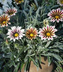 Gazánie Frosty Kiss White Flame - Gazania rigens - prodej semen - 12 ks