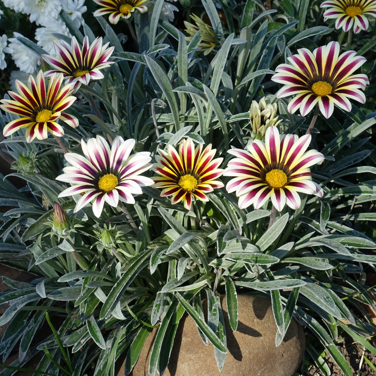 Gazánie Frosty Kiss White Flame - Gazania rigens - prodej semen - 12 ks