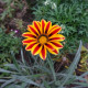 Gazánie Frosty Kiss Orange Flame - Gazania rigens - prodej semen - 12 ks