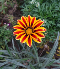 Gazánie Frosty Kiss Orange Flame - Gazania rigens - prodej semen - 12 ks