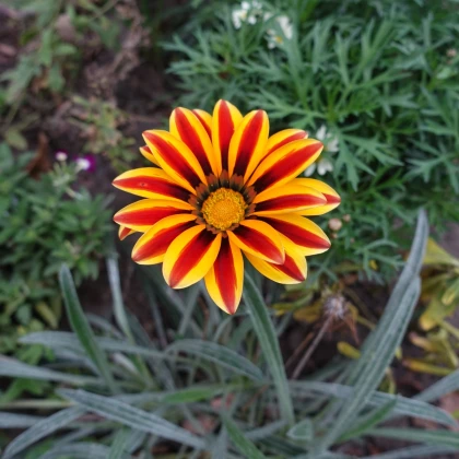 Gazánie Frosty Kiss Orange Flame - Gazania rigens - prodej semen - 12 ks