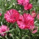Chrpa luční Ball Red - Centaurea cyanus - prodej semen - 50 ks