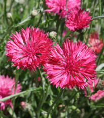 Chrpa luční Ball Red - Centaurea cyanus - prodej semen - 50 ks