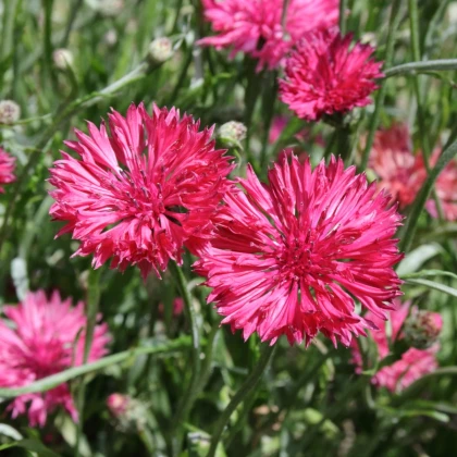 Chrpa luční Ball Red - Centaurea cyanus - prodej semen - 50 ks