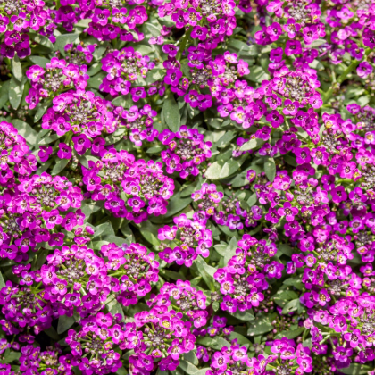 Tařicovka Wonderland Deep Rose - Lobularia maritima - prodej semen - 20 ks