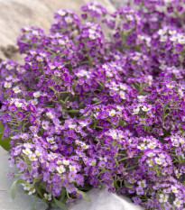 Tařicovka Aphrodite Purple - Allyssum maritima - prodej semen - 50 ks