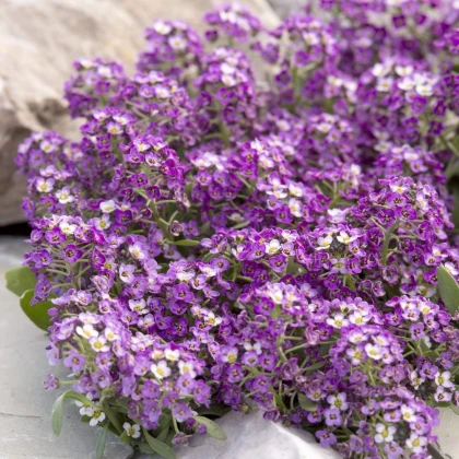 Tařicovka Aphrodite Purple - Allyssum maritima - prodej semen - 50 ks