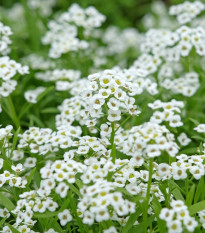 Tařicovka Easter Bonnet White - Allyssum maritima - prodej semen - 50 ks