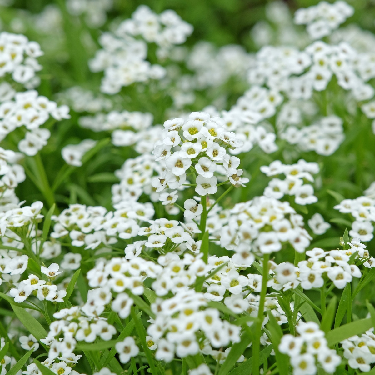 Tařicovka Easter Bonnet White - Allyssum maritima - prodej semen - 50 ks