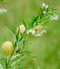 Ostnoplod Lví koule - Gomphocarpus physocarpus - prodej semen - 30 ks