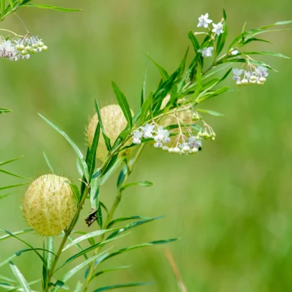 Ostnoplod Lví koule - Gomphocarpus physocarpus - prodej semen - 30 ks
