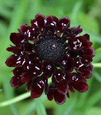 Hlaváč tmavonachový Black Knight - Scabiosa atropurpurea - prodej semen - 30 ks