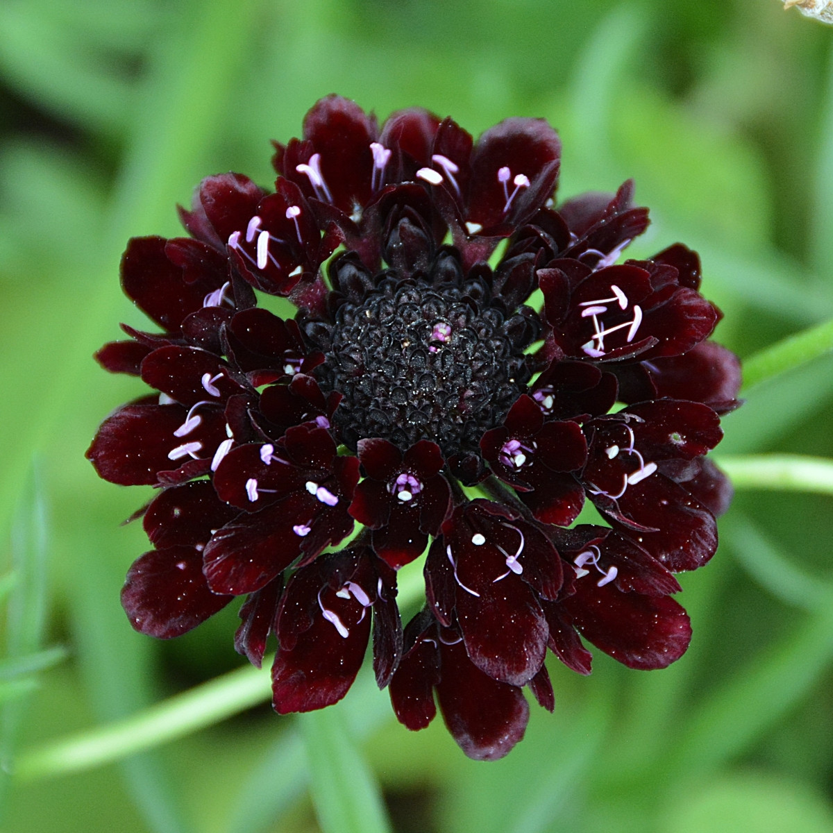 Hlaváč tmavonachový Black Knight - Scabiosa atropurpurea - prodej semen - 30 ks