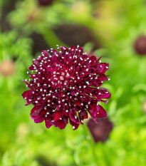 Hlaváč tmavočervený Fire King - Scabiosa atropurpurea - prodej semen - 30 ks