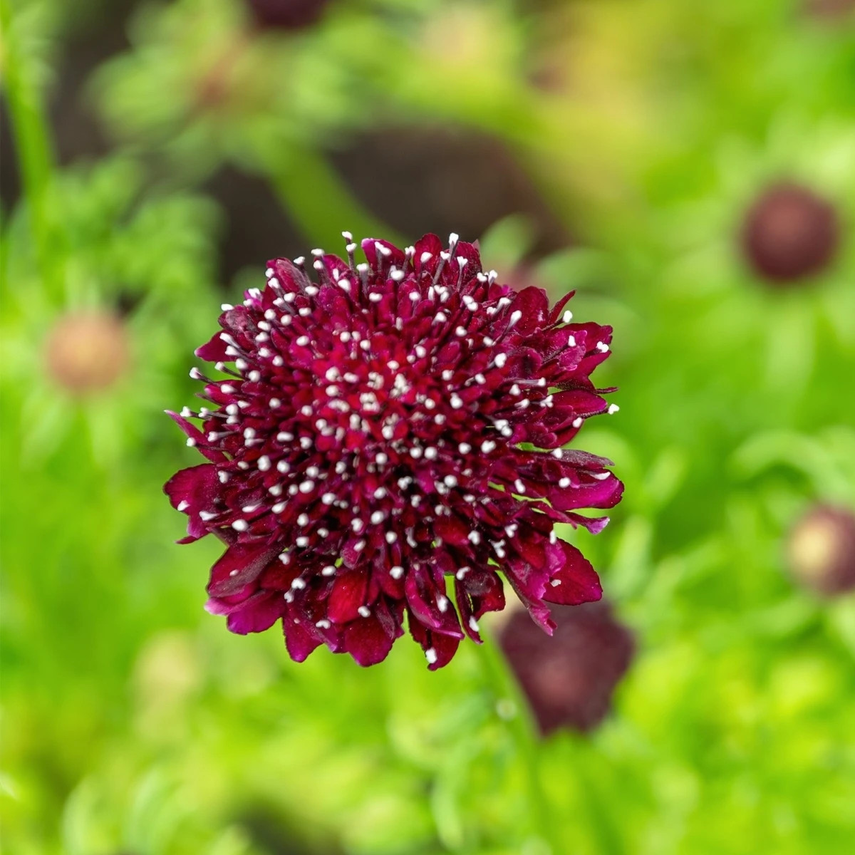 Hlaváč tmavočervený Fire King - Scabiosa atropurpurea - prodej semen - 30 ks