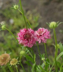 Hlaváč lososový QIS Salmon – Scabiosa atropurpurea – prodej semen