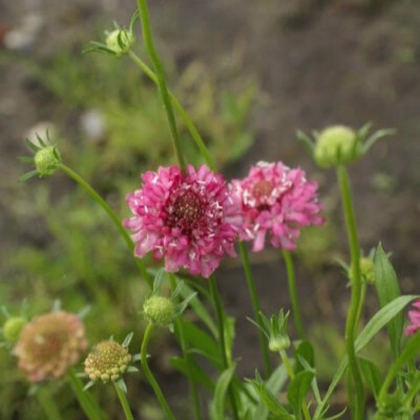 Hlaváč lososový QIS Salmon – Scabiosa atropurpurea – prodej semen