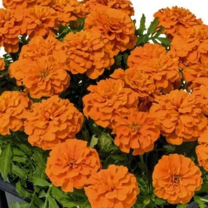 Aksamitník rozkladitý Super Hero Deep Orange - Tagetes patula - prodej semen - 30 ks