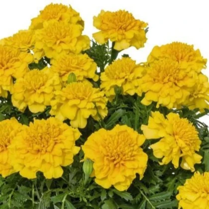 Aksamitník rozkladitý Super Hero Deep Yellow - Tagetes patula - prodej semen - 30 ks