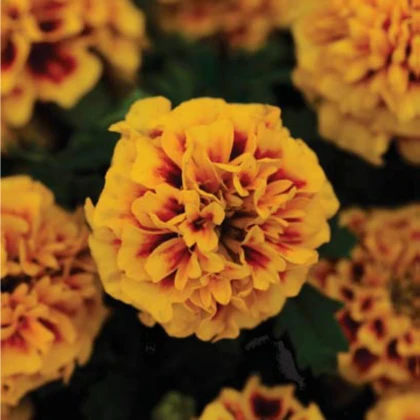 Aksamitník rozkladitý Hot Pak Fire - Tagetes patula - prodej semen - 30 ks