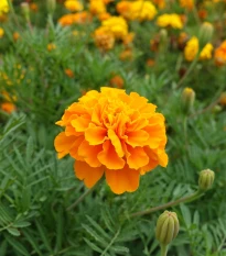 Aksamitník rozkladitý Hot Pak Orange - Tagetes patula - prodej semen - 30 ks