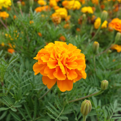 Aksamitník rozkladitý Hot Pak Orange - Tagetes patula - prodej semen - 30 ks