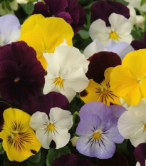 Maceška převislá Cool Wave směs barev F1 - Viola x wittrockiana - prodej semen - 10 ks
