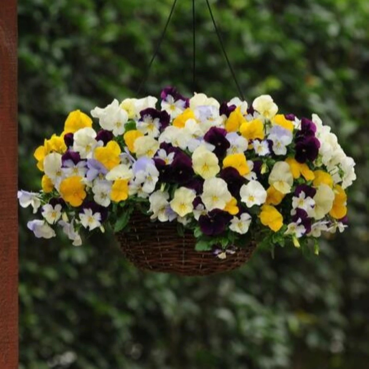 Maceška převislá Cool Wave směs barev F1 - Viola x wittrockiana - prodej semen - 10 ks