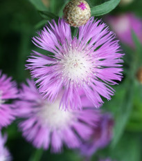 Ambrózie ostnitá Desert Star - Amberboa muricata - prodej semen - 50 ks