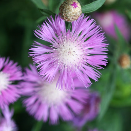 Ambrózie ostnitá Desert Star - Amberboa muricata - prodej semen - 50 ks