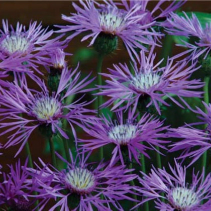 Ambrózie ostnitá Desert Star - Amberboa muricata - prodej semen - 50 ks