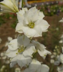 Ostrožka rolní bílá - Consolida regalis - prodej semen - 100 ks