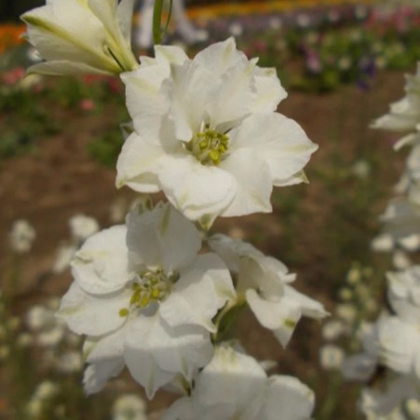 Ostrožka rolní bílá - Consolida regalis - prodej semen - 100 ks