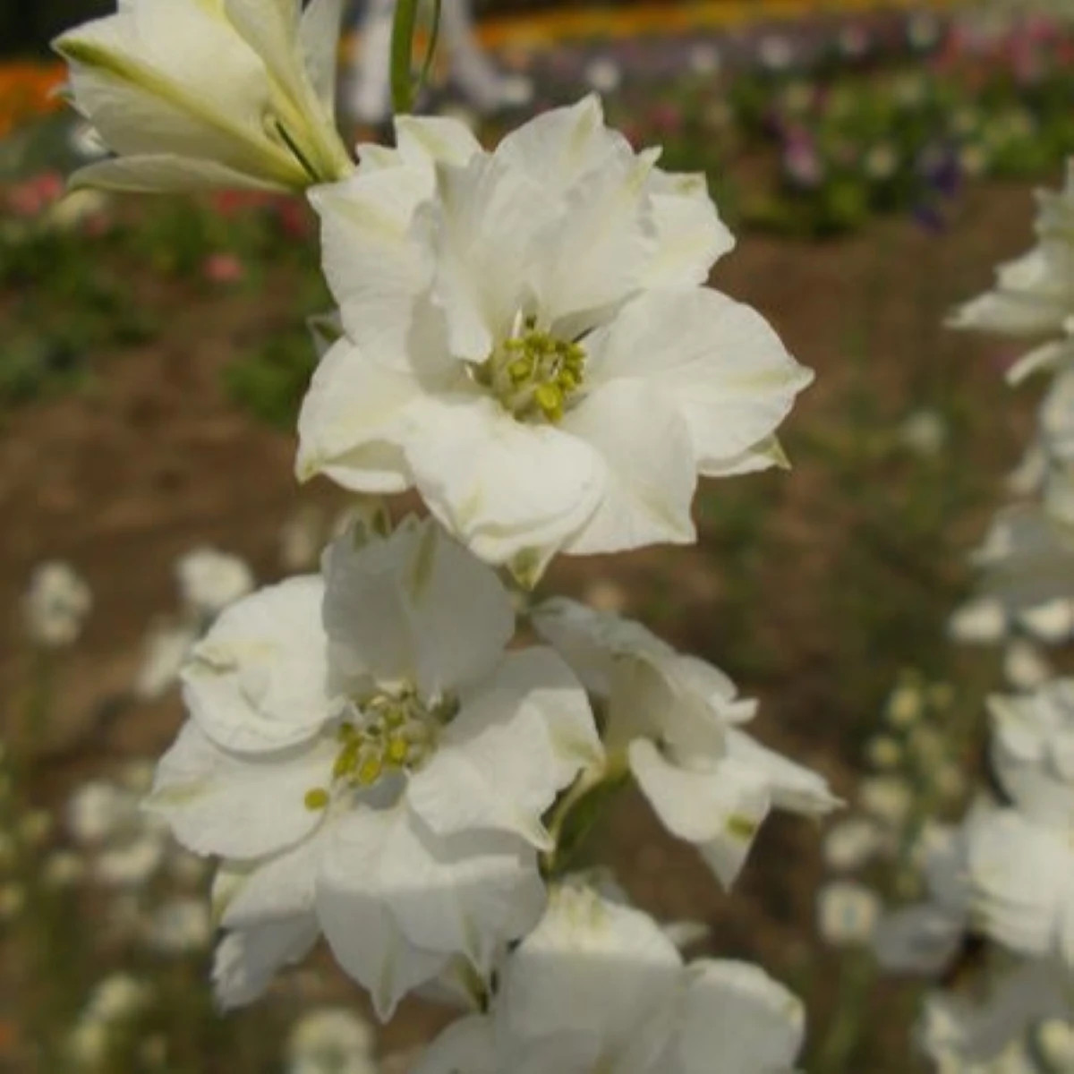 Ostrožka rolní bílá - Consolida regalis - prodej semen - 100 ks