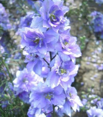 Ostrožka rolní fialová - Consolida regalis - prodej semen - 100 ks