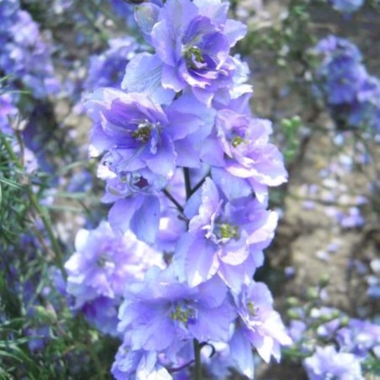 Ostrožka rolní fialová - Consolida regalis - prodej semen - 100 ks