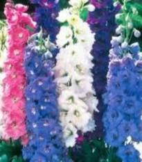 Ostrožka rolní směs barev - Consolida regalis - prodej semen - 100 ks