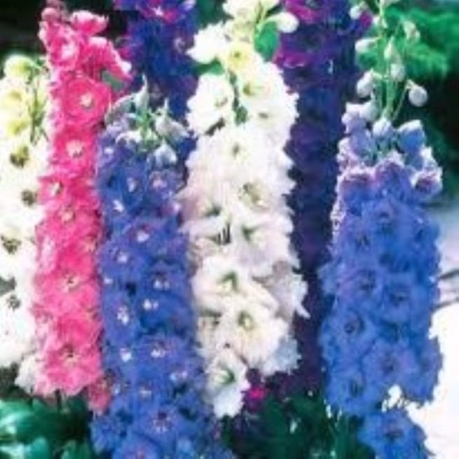 Ostrožka rolní směs barev - Consolida regalis - prodej semen - 100 ks