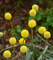 Kraspédie kulovitá Trommelstock - Craspedia globosa - prodej semen - 170 ks