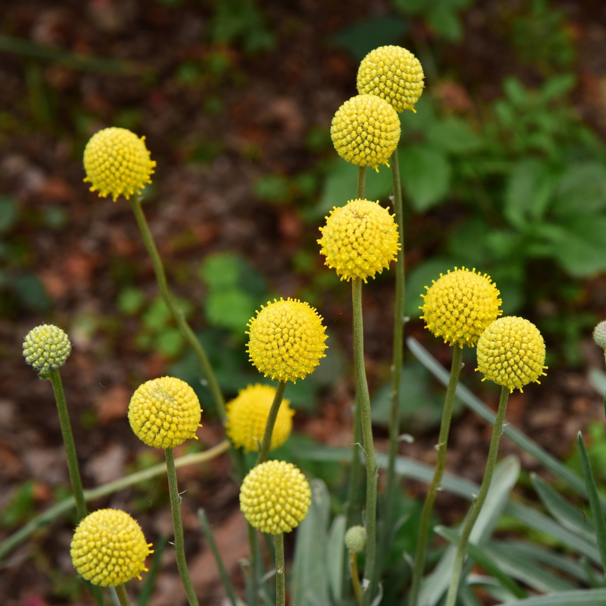 Kraspédie kulovitá Trommelstock - Craspedia globosa - prodej semen - 170 ks