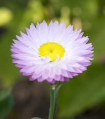 Smilek bílý - Helipterum roseum - prodej semen - 0,5 g