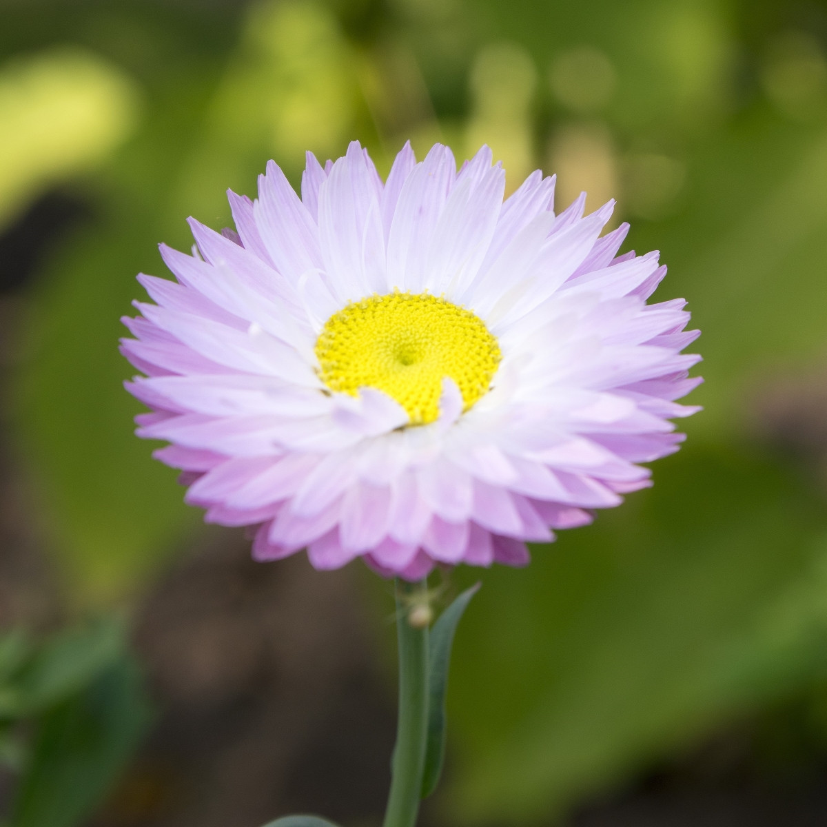 Smilek bílý - Helipterum roseum - prodej semen - 0,5 g