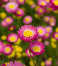 Smilek růžový - Helipterum roseum - prodej semena - 0,5 g