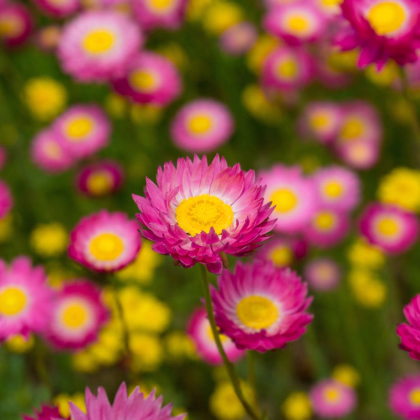 Smilek růžový - Helipterum roseum - prodej semena - 0,5 g