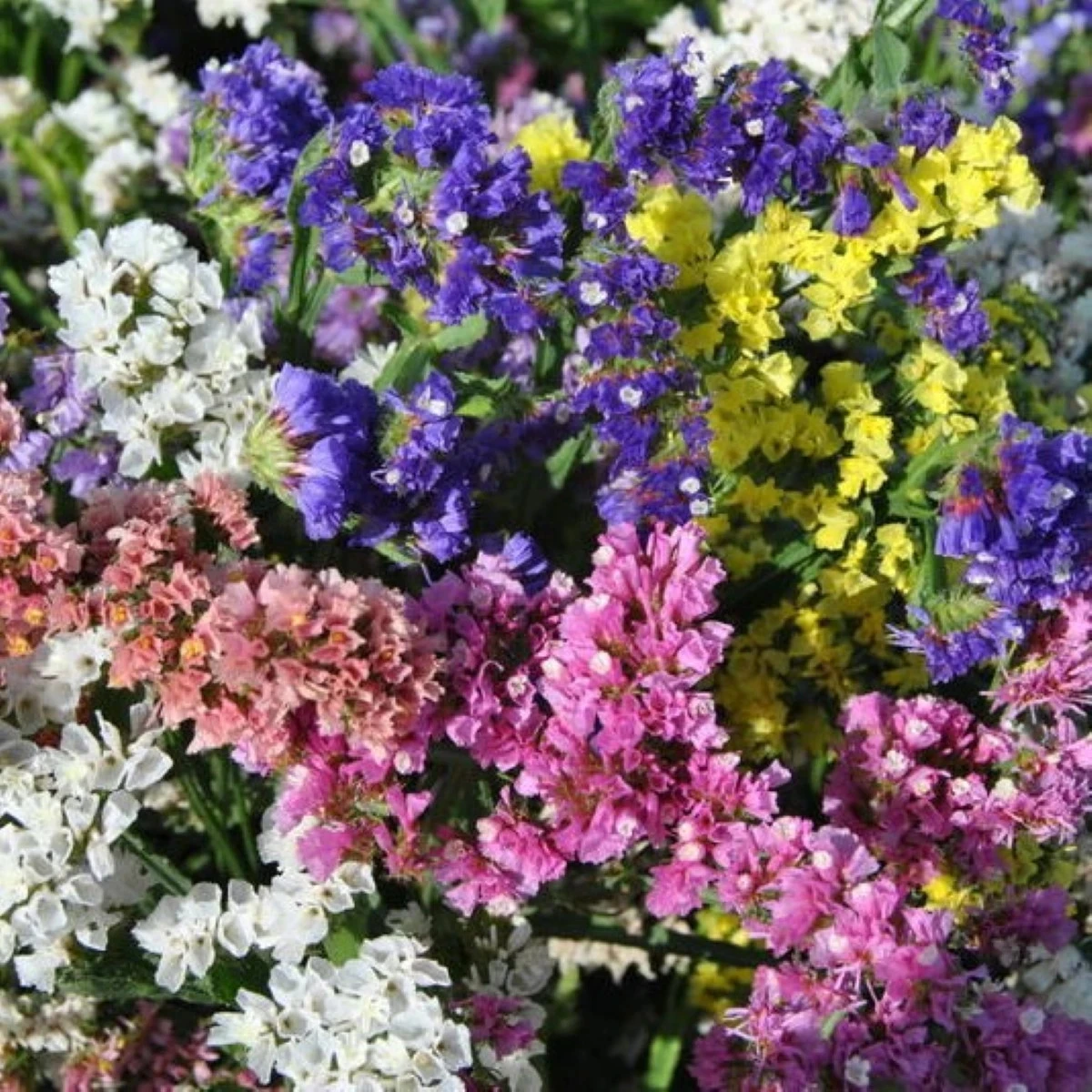 Limonka chobotnatá QIS směs barev - Limonium sinuatum - prodej semen - 50 ks