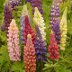 Lupina mnoholistá Russel Mix - Lupinus polyphyllus - prodej semen - 20 ks