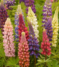 Lupina mnoholistá Russel Mix - Lupinus polyphyllus - prodej semen - 20 ks