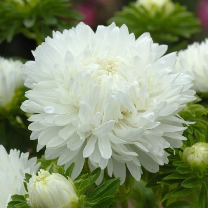 Astra King Size White - Callistephus chinensis - prodej semen - 50 ks