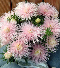 Astra čínská Starlight Light Pink - Callistephus chinensis - prodej semen - 50 ks