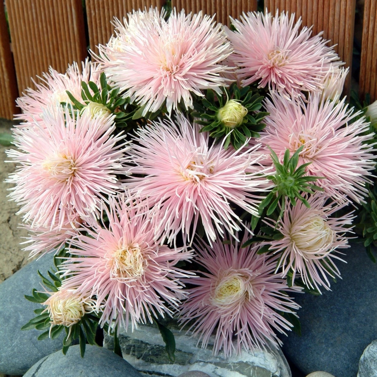 Astra čínská Starlight Light Pink - Callistephus chinensis - prodej semen - 50 ks